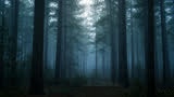 Forêt brumeuse