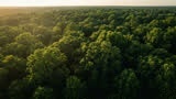Forêt verdoyante